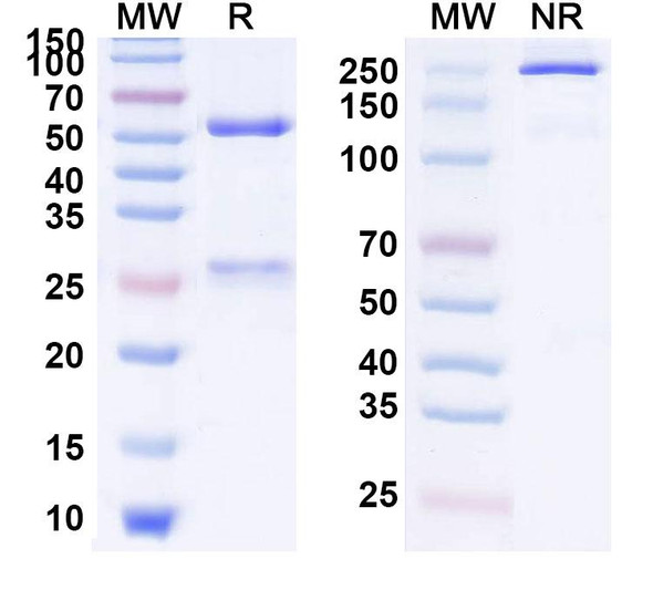 Anti-Mouse IFNa Recombinant Monoclonal Antibody (SAA2196) - SDS-PAGE