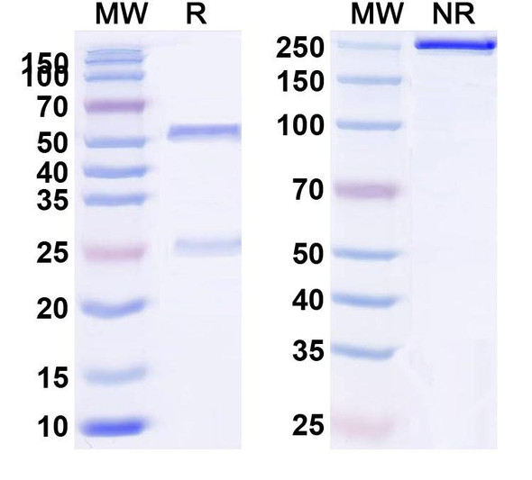 Anti-MPXV B6R/SL-159 Recombinant Monoclonal Antibody (SAA2203) - SDS-PAGE