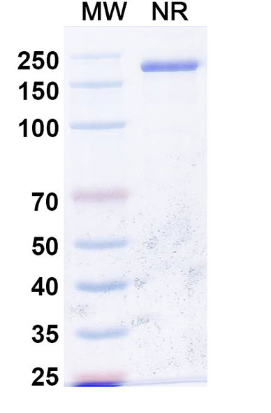 Anti-dsRNA Recombinant Monoclonal Antibody (J2) - SDS-PAGE