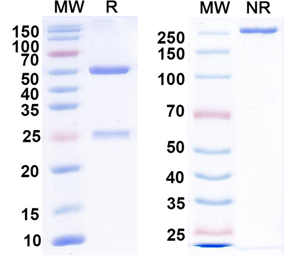 Anti-dsRNA Recombinant Monoclonal Antibody (K1) - SDS-PAGE