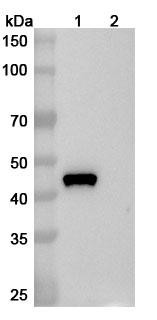 Anti-Gal d 2 Human IgE Recombinant Monoclonal Antibody (11B6) - WB