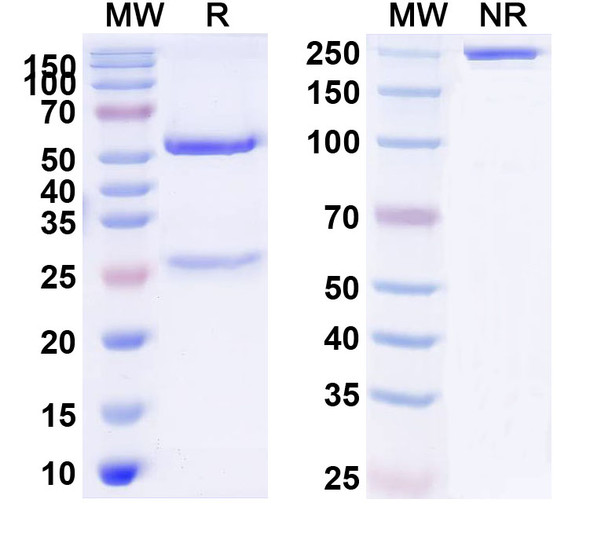 Anti-Human PRMT3 IP Recombinant Monoclonal Antibody (SAA0218) - SDS-PAGE