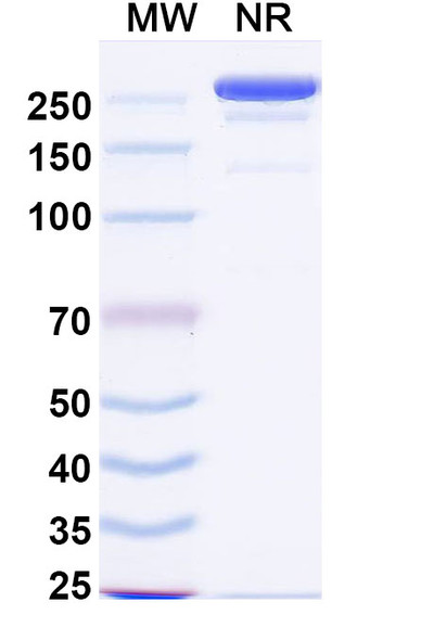 Anti-Mouse IL24 Recombinant Monoclonal Antibody (SAA2230) - SDS-PAGE