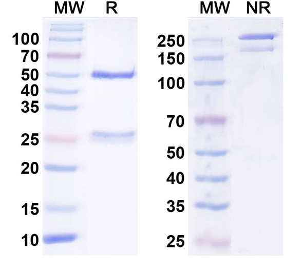 Anti-Mouse PD1 Recombinant Monoclonal Antibody (RMP1-14) - SDS-PAGE