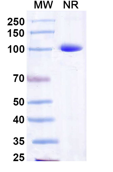 Anti-Norovirus/Norwalk virus Capsid protein/VP1 Recombinant Monoclonal Antibody (Nano-26) - SDS-PAGE