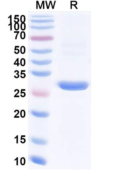 Anti-CD340/ERBB2/HER2 scFV Recombinant Monoclonal Antibody (SAA2245) - SDS-PAGE