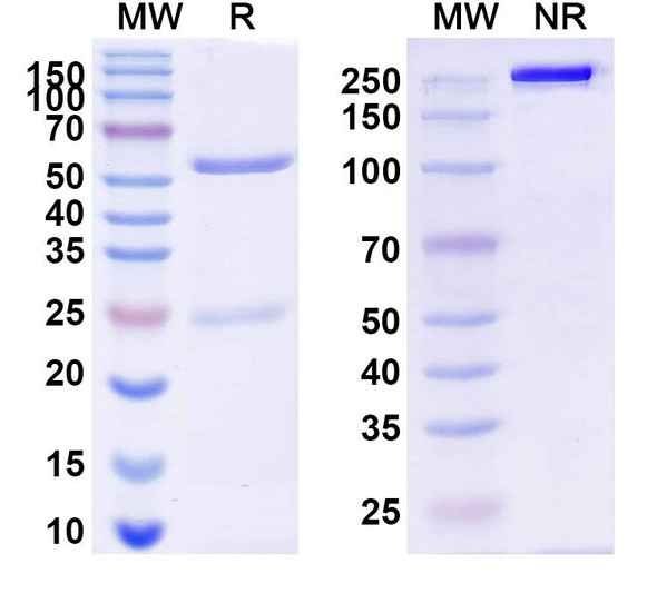 Anti-HRSV F/Fusion glycoprotein F0 Recombinant Monoclonal Antibody (mAb60) - SDS-PAGE