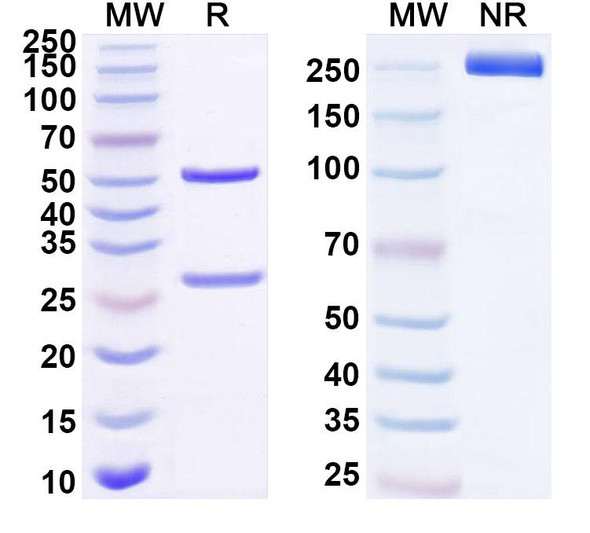 Anti-Sulfonylurea Recombinant Monoclonal Antibody (SAA2251) - SDS-PAGE