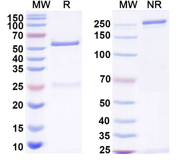 Anti-HIV1 gp120/Glycoprotein 120 Recombinant Monoclonal Antibody (IgG1b12) - SDS-PAGE