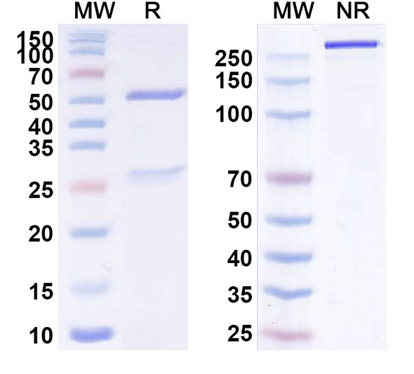 Anti-Mojiang virus/MojV F/Fusion Protein Recombinant Monoclonal Antibody (4G5) - SDS-PAGE