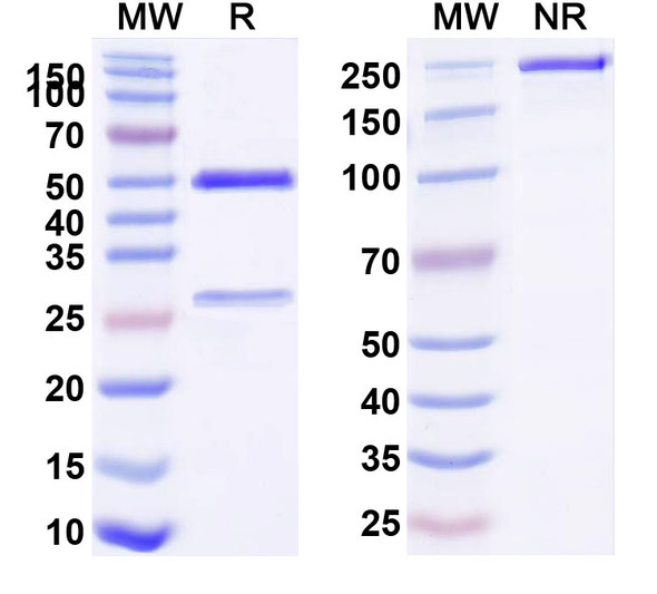 Anti-Snake Venom Recombinant Monoclonal Antibody (D09) - SDS-PAGE