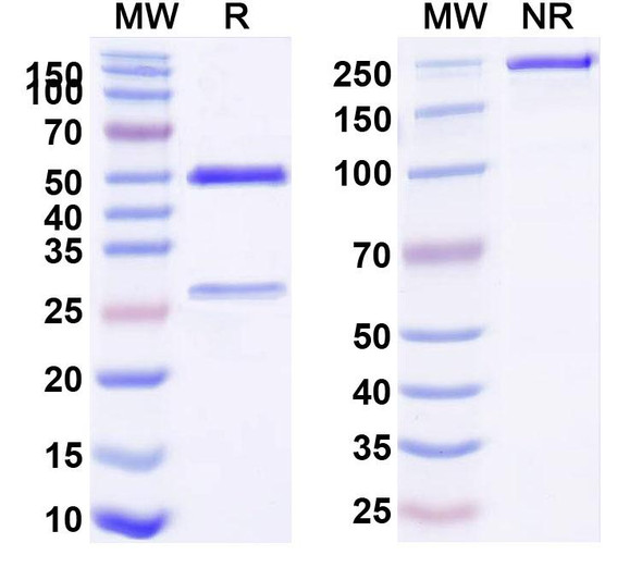 Anti-Snake Venom Recombinant Monoclonal Antibody (D09) - SDS-PAGE