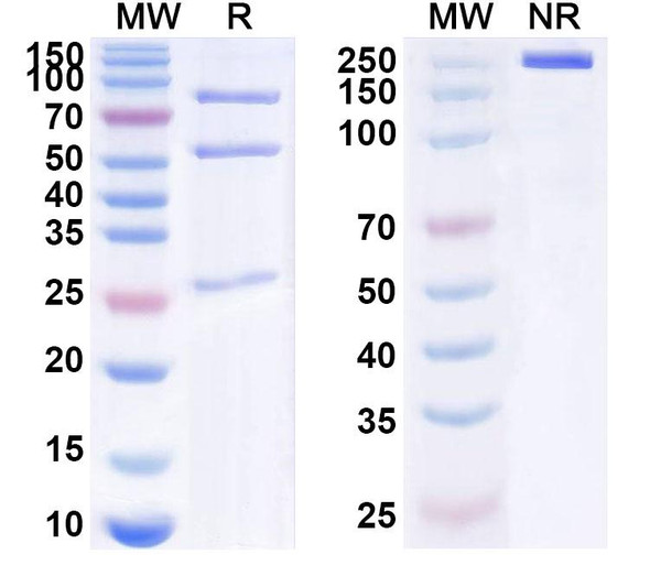 Anti-influenza A virus (H5N1) Non-structural protein 1 Recombinant Monoclonal Antibody (2H6) - SDS-PAGE