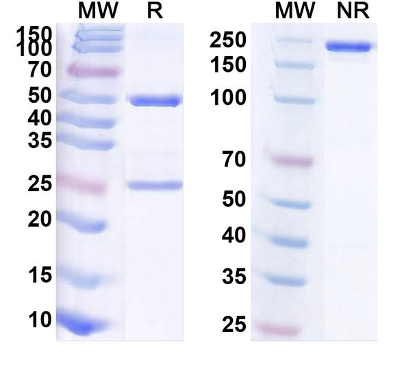 Anti-Open State MBP tag Recombinant Monoclonal Antibody (sAB-7O) - SDS-PAGE