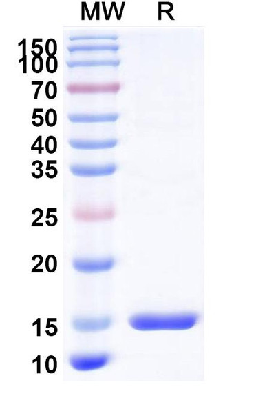 Anti-MoonTag (KNEQELLELDKWASL) Recombinant Nanobody (SAA2286) - SDS-PAGE