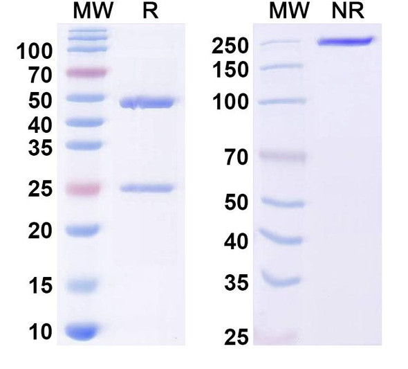 Anti-Plasmodium vivax PVDR Recombinant Monoclonal Antibody (SAA2302) - SDS-PAGE