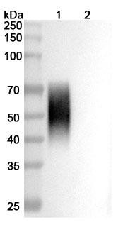 Anti-Human CD86/B7-2 Recombinant Monoclonal Antibody (3D1) - WB