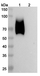 Anti-Human CD66e/CEA/CEACAM5 Recombinant Monoclonal Antibody (CCMB18) - WB