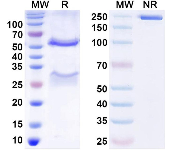 Anti-HAstV-1 Spike Protein Recombinant Monoclonal Antibody (3H4) - SDS-PAGE