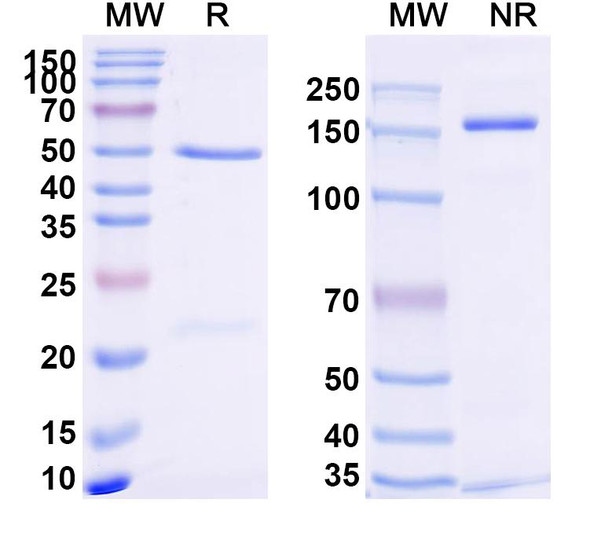 Anti-O,O-diethyl OPs Recombinant Monoclonal Antibody (12C2) - SDS-PAGE