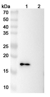 Anti-Mouse CD137/4-1BB/TNFRSF9 Recombinant Monoclonal Antibody (LOB12.3) - WB