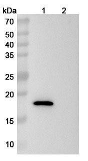 Anti-Mouse CD137/4-1BB/TNFRSF9 Recombinant Monoclonal Antibody (SAA2312) - WB