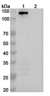 Anti-Human MDA5/IFIH1 Recombinant Monoclonal Antibody (SAA2314) - WB
