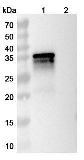Anti-MPXV B6R/SL-159 Recombinant Monoclonal Antibody (hMB621) - WB