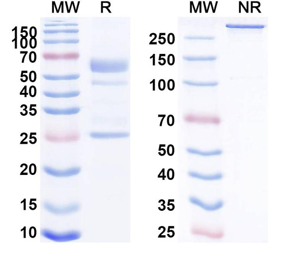 Anti-CHIKV Spike glycoprotein E2 Recombinant Monoclonal Antibody (5F10) - SDS-PAGE