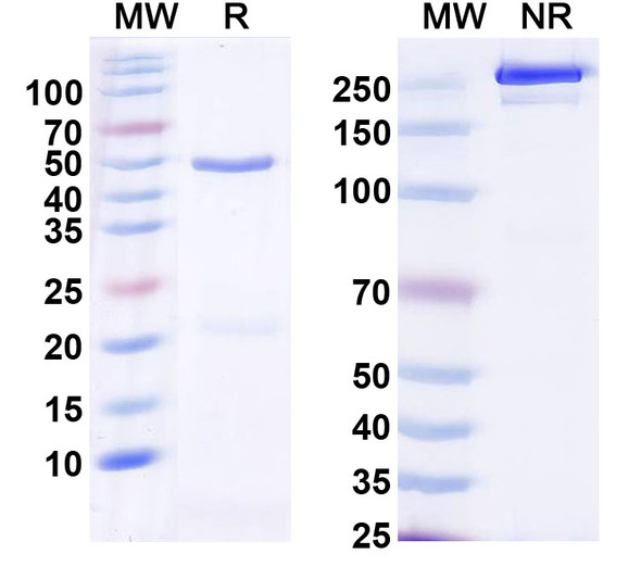 Anti-Human CD138/SDC1 Recombinant Monoclonal Antibody (587CT7.3.6.5) - SDS-PAGE
