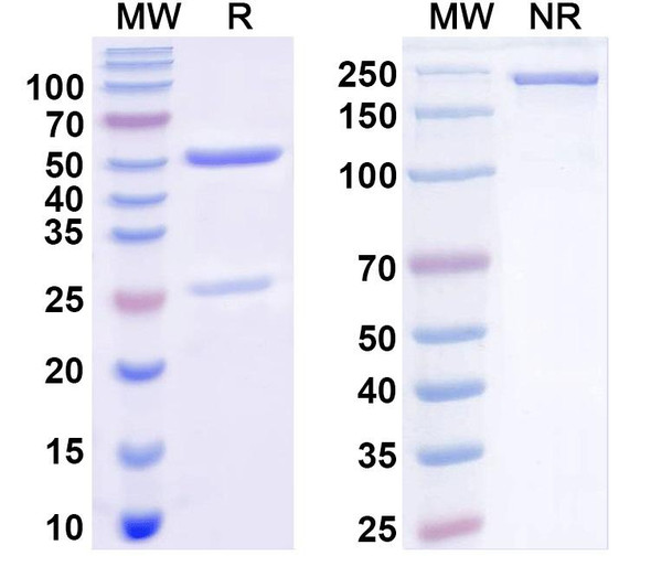 Anti-Human CD138/SDC1 Recombinant Monoclonal Antibody (1610) - SDS-PAGE