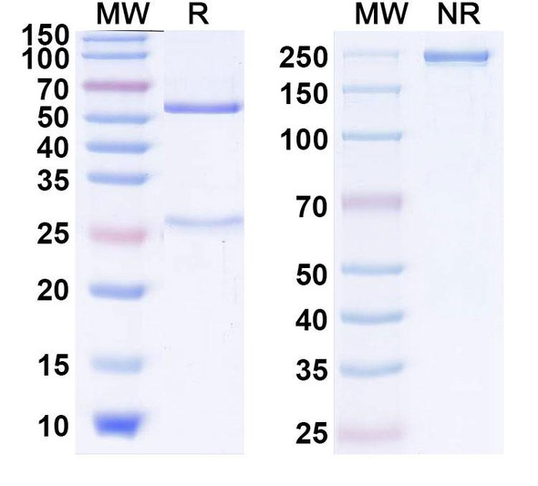 Anti-Human GDF2/BMP9 Recombinant Monoclonal Antibody (SAA2340) - SDS-PAGE