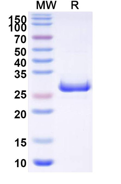 Anti-Human Fibronectin Recombinant Monoclonal Antibody (L19) - SDS-PAGE
