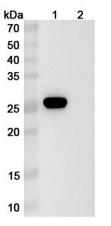 Anti-Human ITM2A Recombinant Monoclonal Antibody (SAA2350) - WB