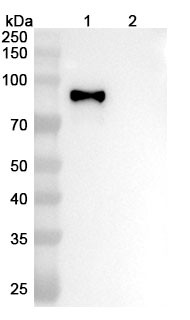 Anti-Influenza A virus (H3N2) HA/Hemagglutinin Recombinant Monoclonal Antibody (S139) - WB