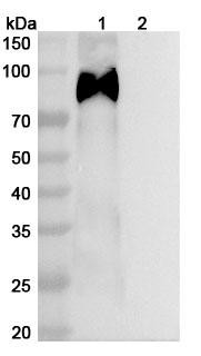 Anti-HCMV/HHV5 gB/Envelope glycoprotein B Recombinant Monoclonal Antibody (KE5) - WB