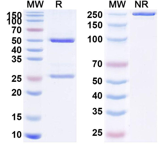 Anti-Mouse CD205/LY75 Recombinant Monoclonal Antibody (NLDC-145) - SDS-PAGE