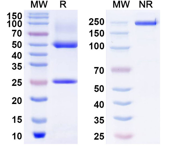 Anti-Human CD3E Recombinant Monoclonal Antibody (SAA2371) - SDS-PAGE