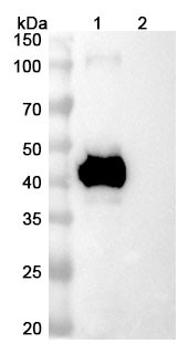 Anti-Human CD3E Recombinant Monoclonal Antibody (SAA2371) - WB