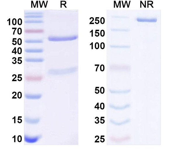 Anti-Human ERFE Recombinant Monoclonal Antibody (SAA2375) - SDS-PAGE