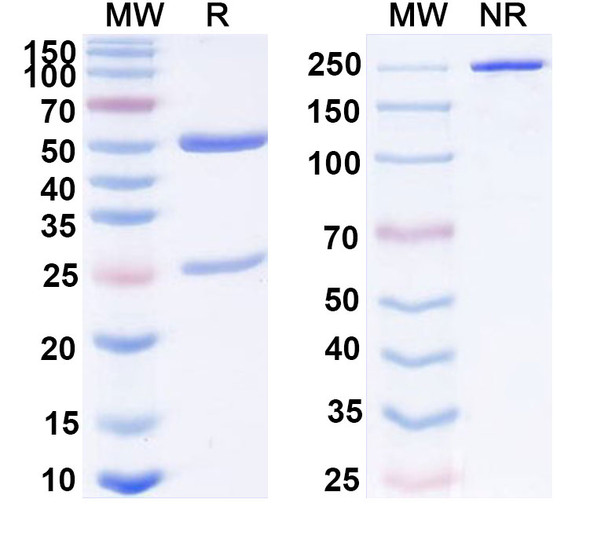 Anti-pan-Glypican Recombinant Monoclonal Antibody (HS20) - SDS-PAGE
