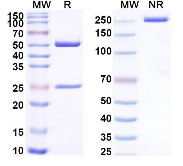 Anti-Protein flightless-1 homolog/FLII Recombinant Monoclonal Antibody (SAA2243) - SDS-PAGE