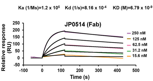 Anti-Human VMAT2 Recombinant Monoclonal Antibody (JP0514) - affinity