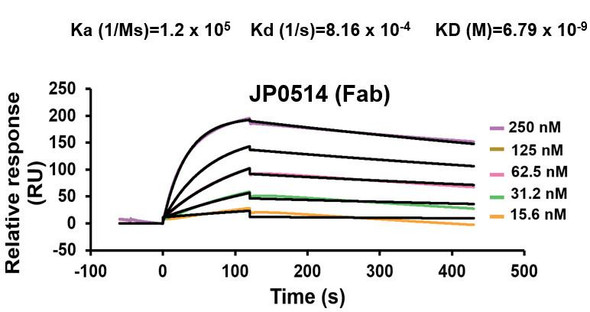 Anti-Human VMAT2 Recombinant Monoclonal Antibody (JP0514) - affinity
