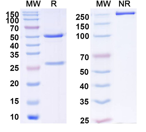 Anti-HPV18 L1/Major capsid protein L1 Recombinant Monoclonal Antibody (SAA2386) - SDS-PAGE