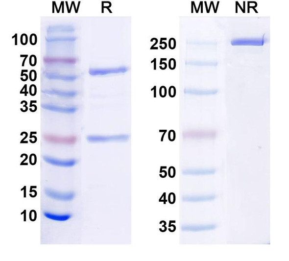 Anti-Fentanyl/FTY Recombinant Monoclonal Antibody (SAA2411) - SDS-PAGE