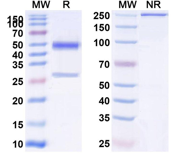 Anti-Fentanyl/FTY Recombinant Monoclonal Antibody (SAA2410) - SDS-PAGE