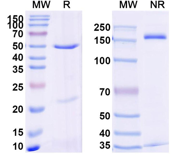 Anti-Human STEAP4 Recombinant Monoclonal Antibody (SAA2400) - SDS-PAGE