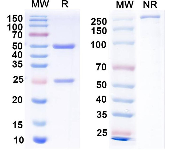 Anti-2,4-Dichlorophenoxyacetic acid/2,4-D Recombinant Monoclonal Antibody (SAA2414) - SDS-PAGE