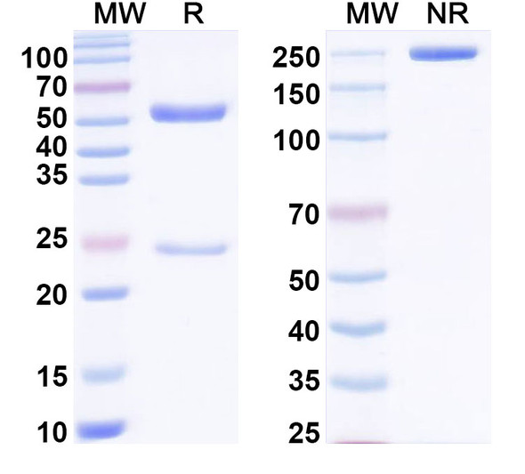Anti-Benzo[a]pyrene Recombinant Monoclonal Antibody (SAA2415) - SDS-PAGE